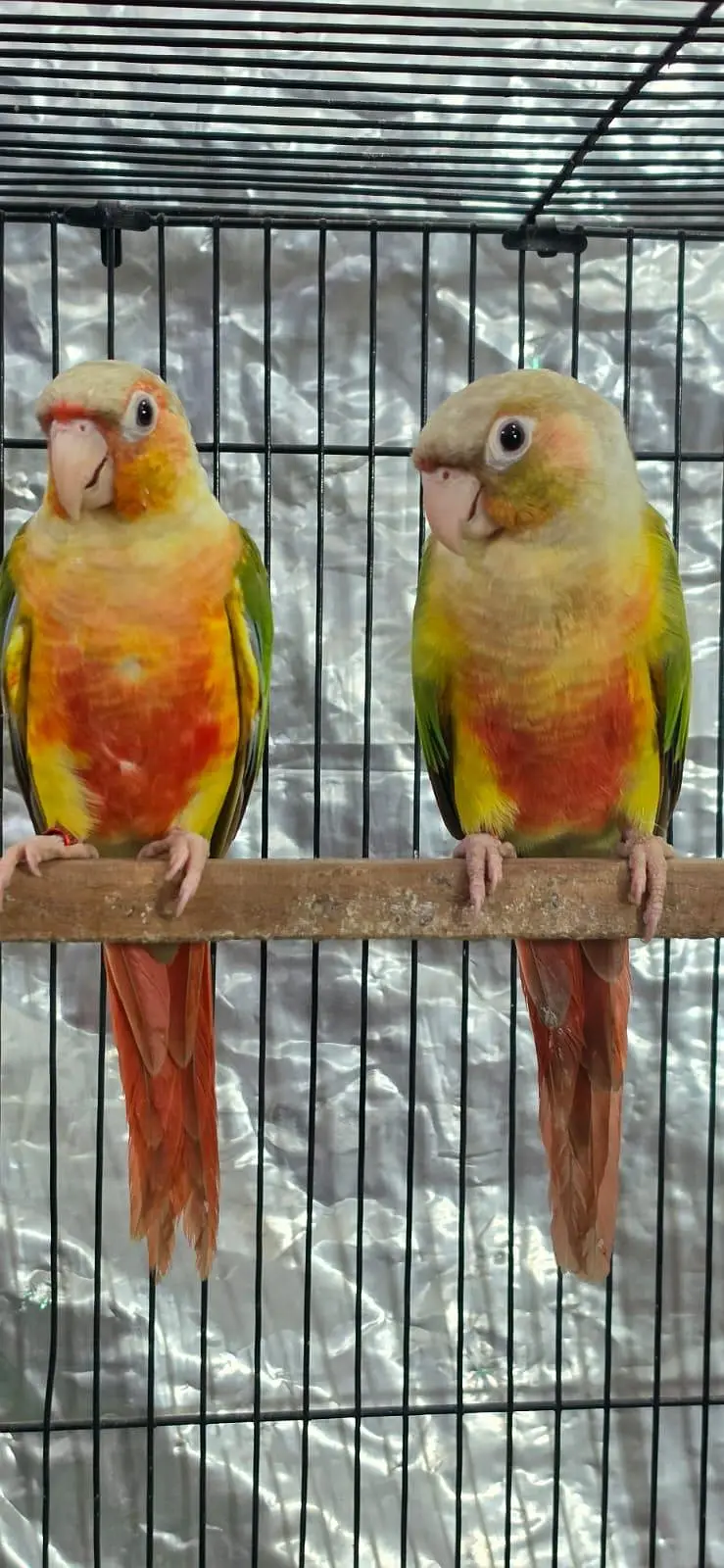 Split lutino conure parrot pair with mutation test — photo 2