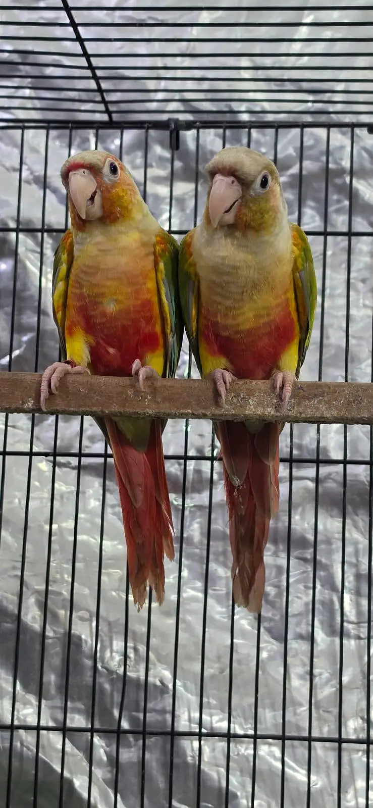 Split lutino conure parrot pair with mutation test — photo 3