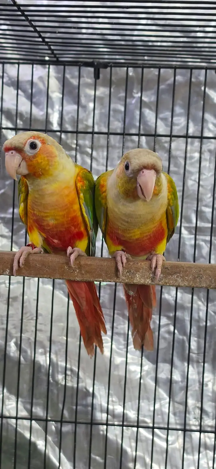 Split lutino conure parrot pair with mutation test — photo 4