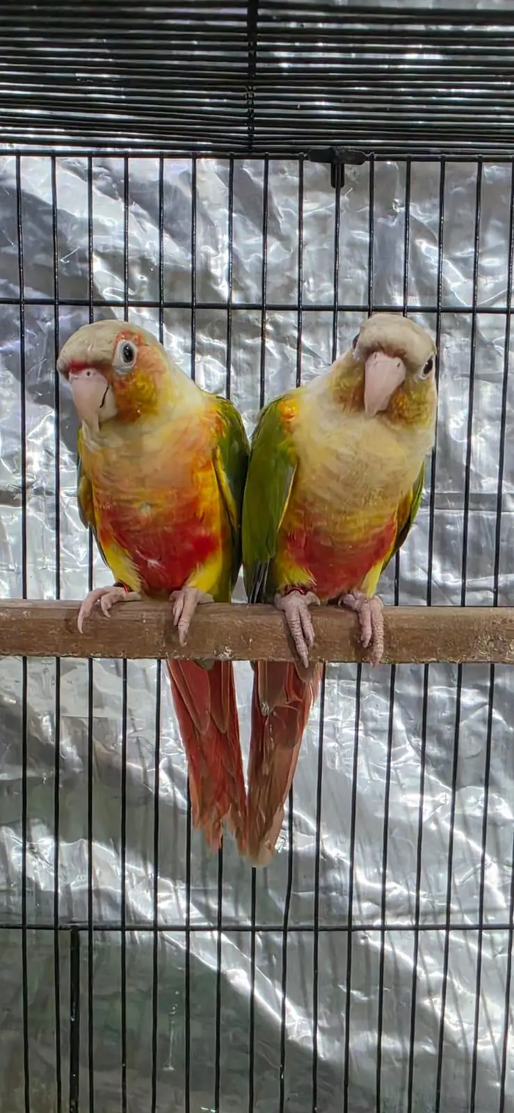 Split lutino conure parrot pair with mutation test — photo 5