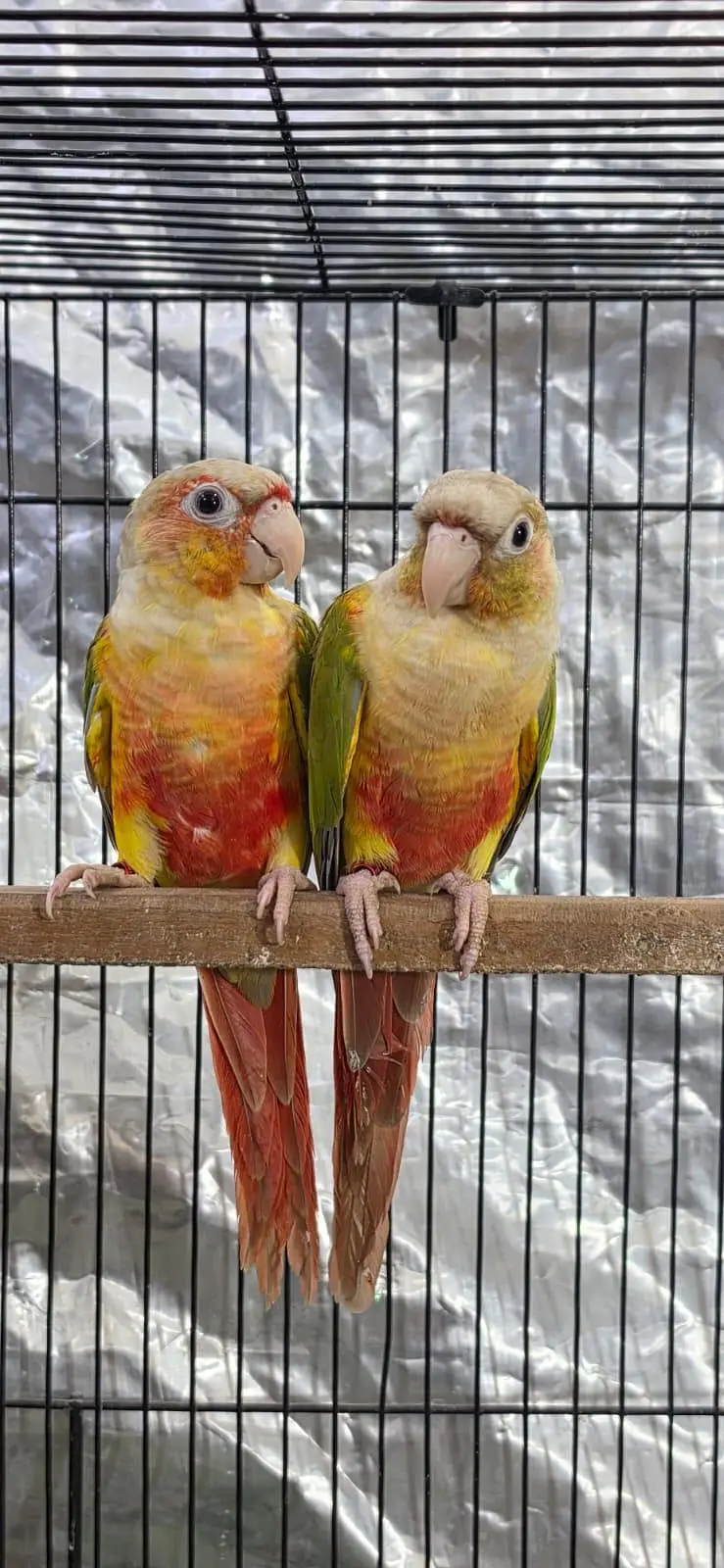 Split lutino conure parrot pair with mutation test — photo 6