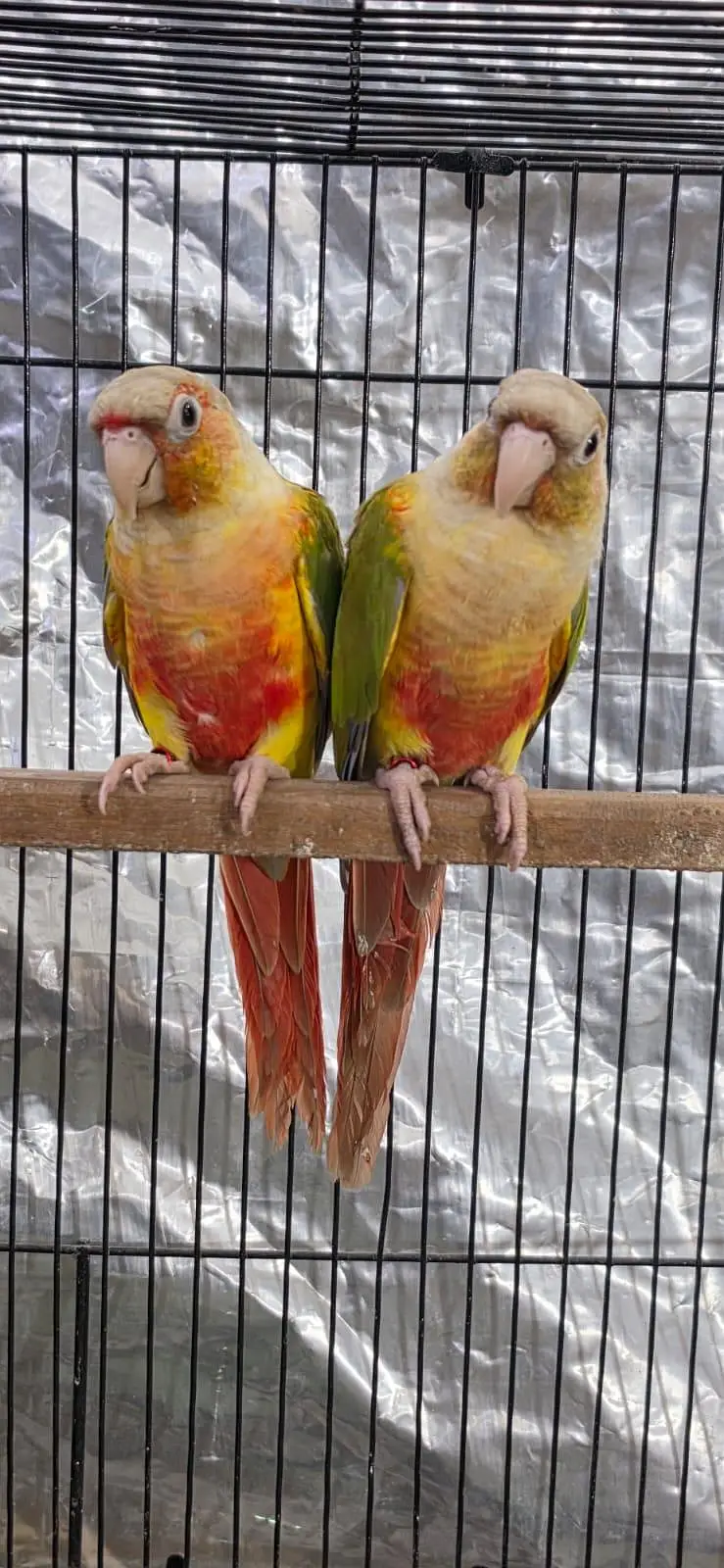 Split lutino conure parrot pair with mutation test — photo 7