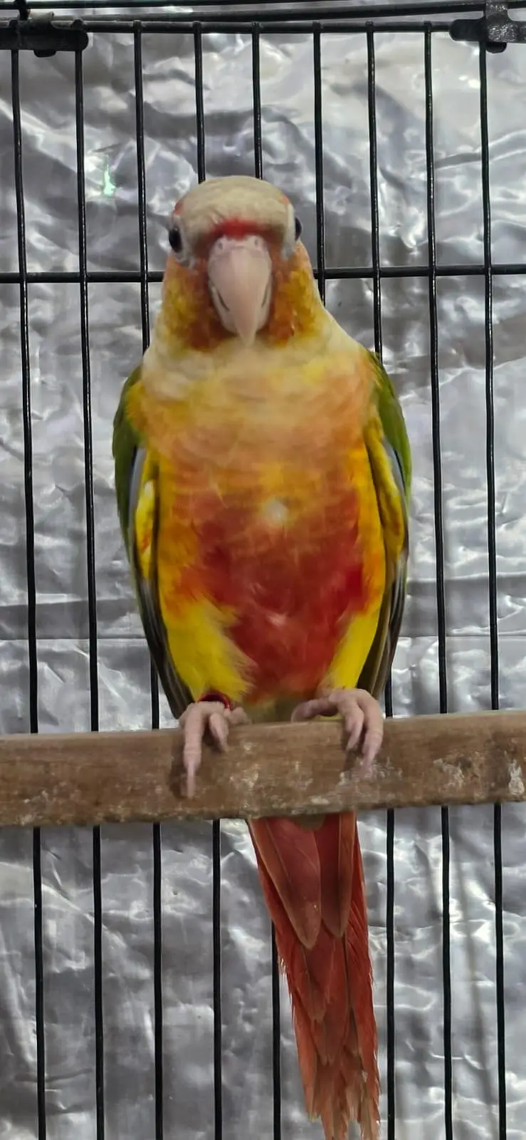 Split lutino conure parrot pair with mutation test — photo 8