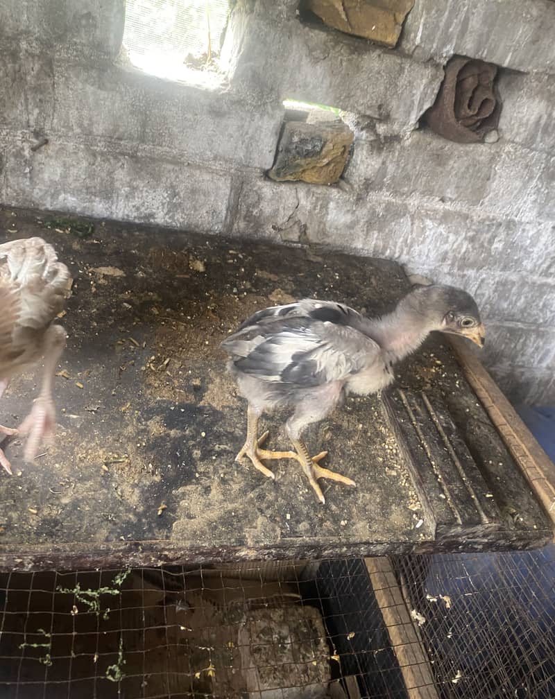 Aseel chicks 2