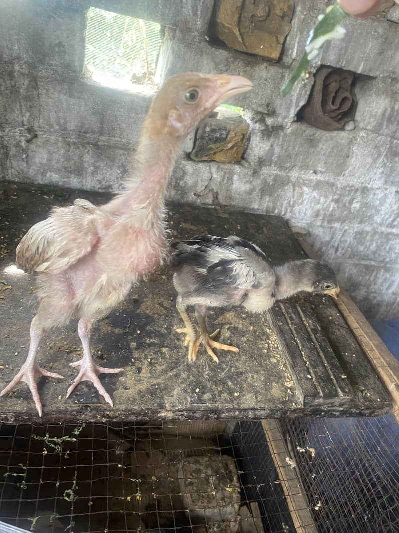 Aseel chicks 3