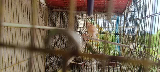 CANARY MALE ACTIVE