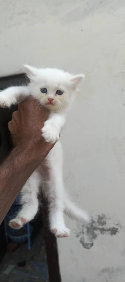 semi punch face triple coat kittens for sale