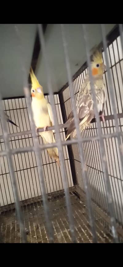 cocktail breeder pair 03127093372