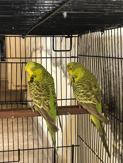 exhibition quality breedr  pair   for sale