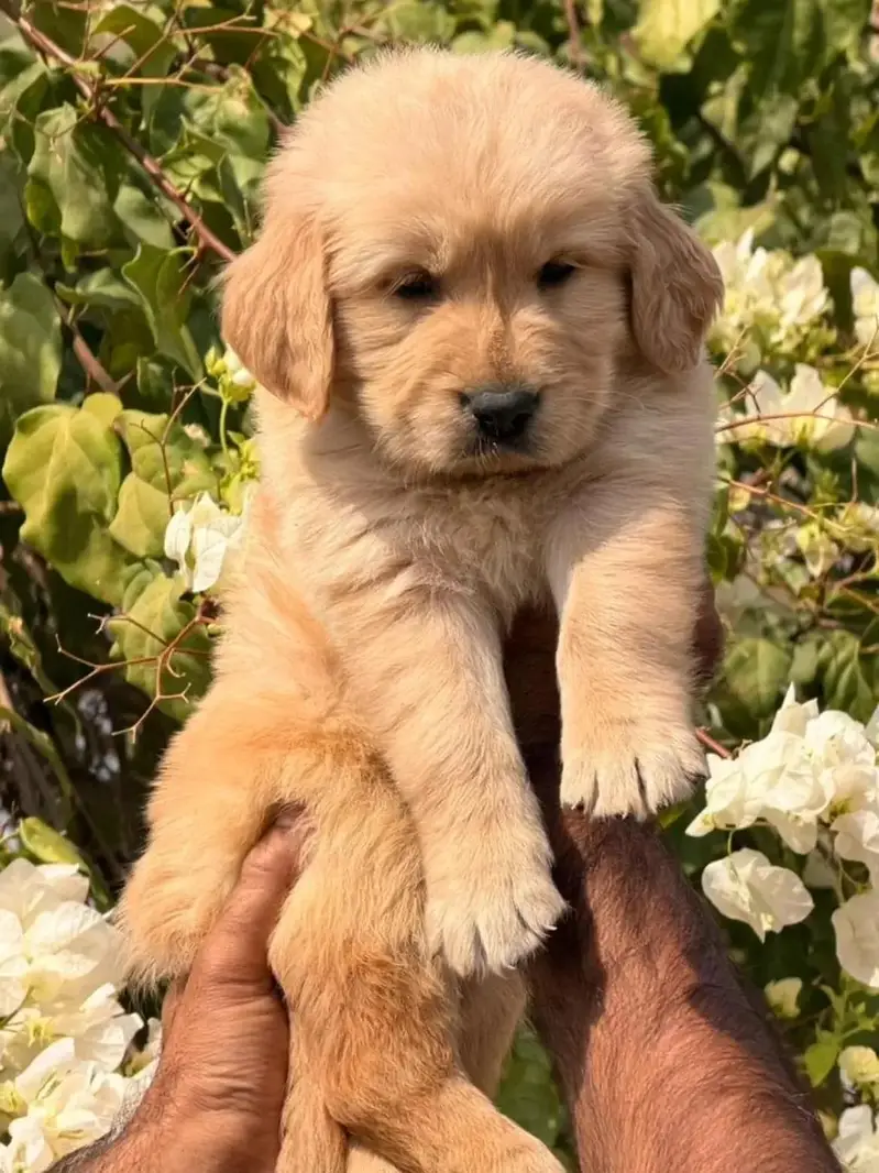 golden retriever pedigree pups — photo 2