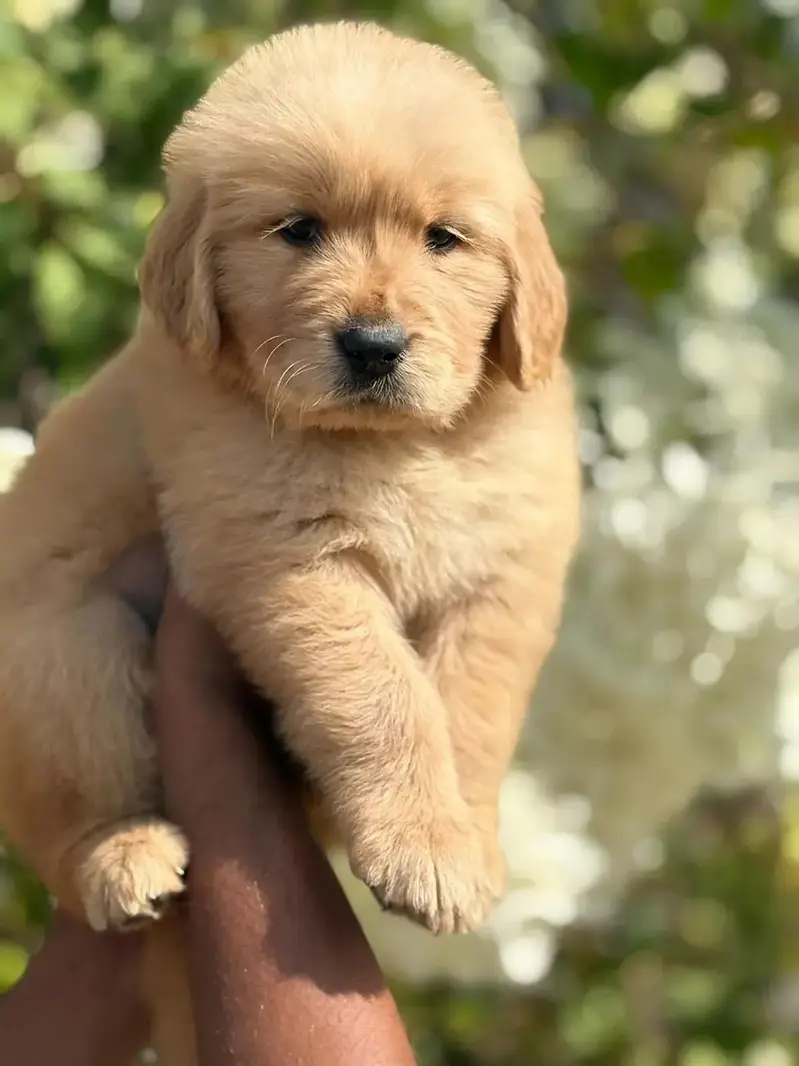 golden retriever pedigree pups — photo 3