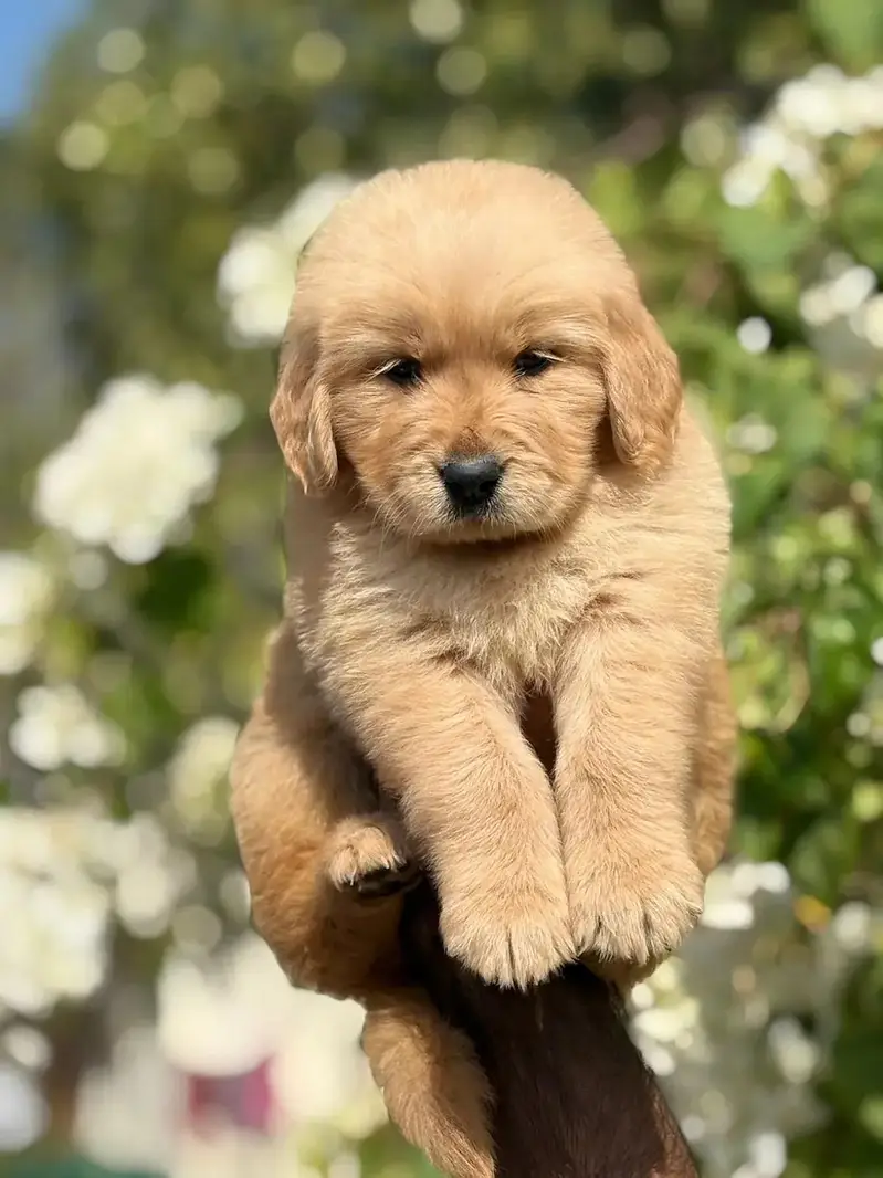 golden retriever pedigree pups — photo 4