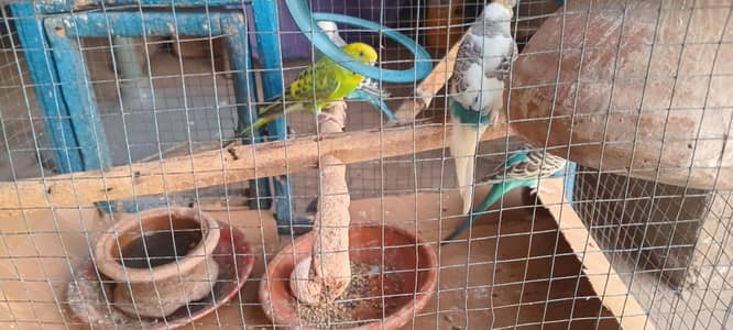 pajri parrots pair