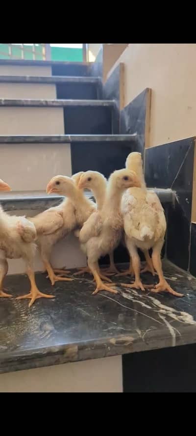 WHITE KING OH SHAMO CHICKS FOR SALE