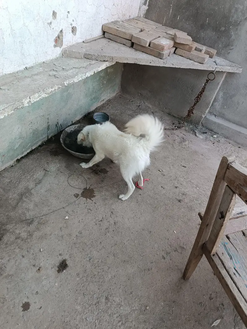 Russian female pink nose — photo 5
