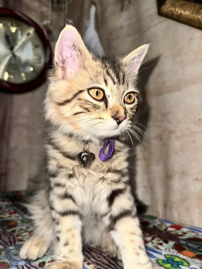Persian cat