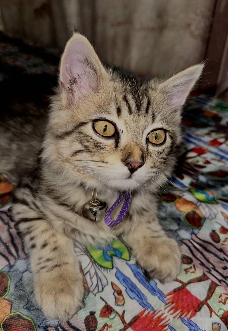 Persian cat 1