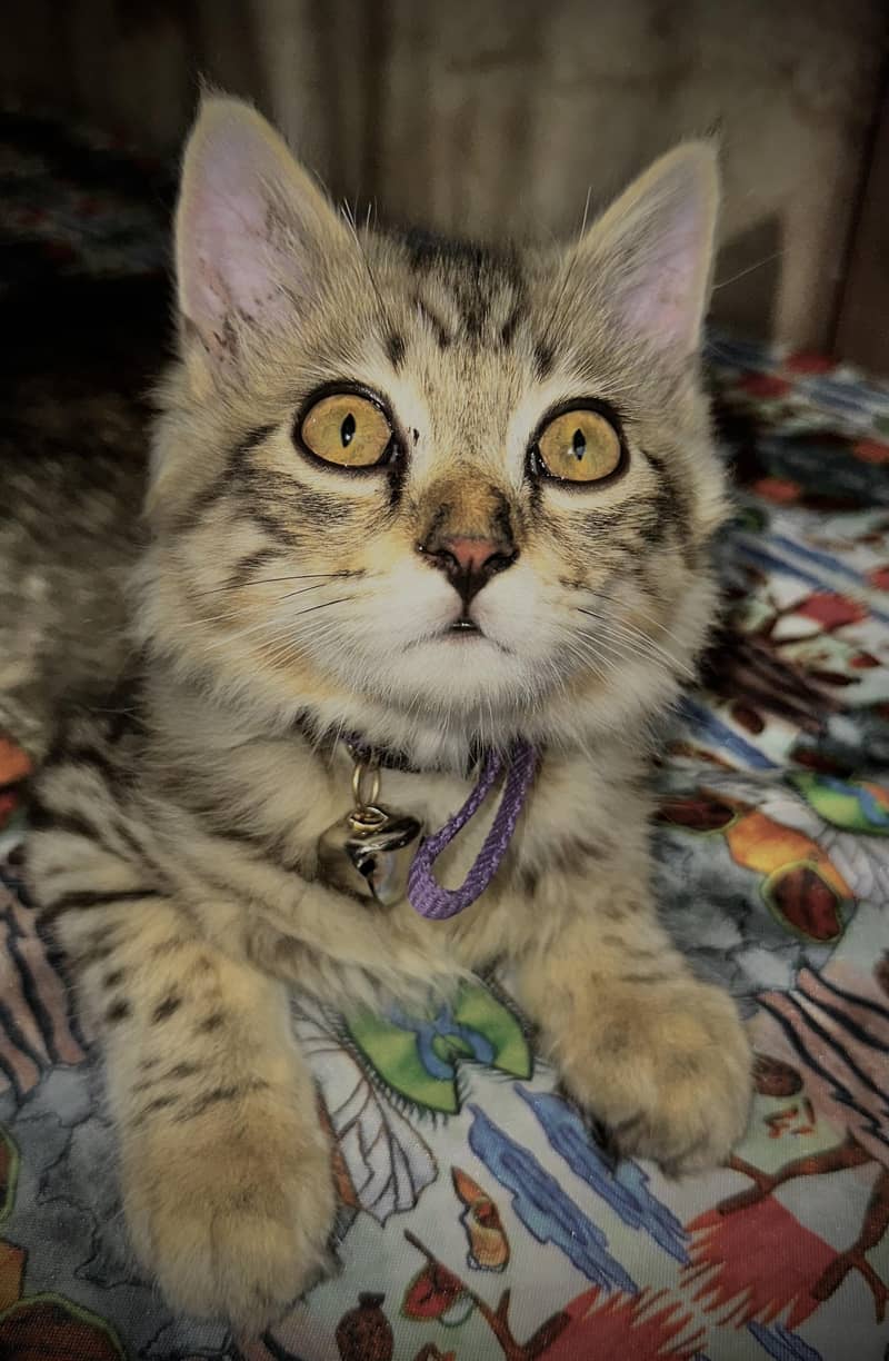 Persian cat 2