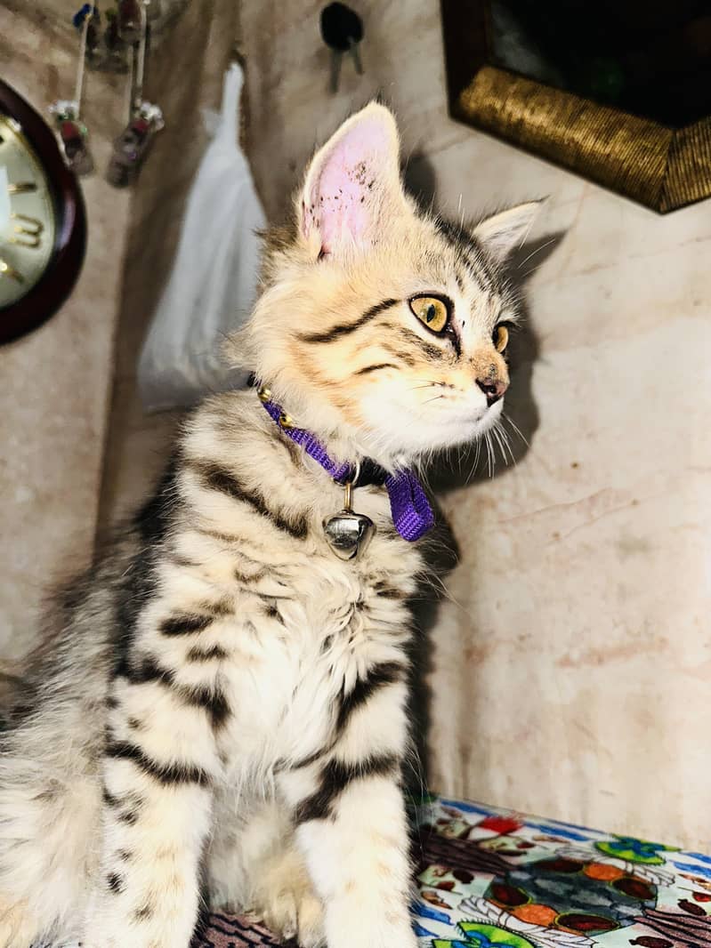 Persian cat 3