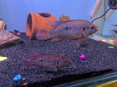 Red Jewel 3 to 4 inches size Super Red