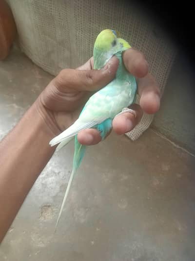 rainbow 2 male for sale