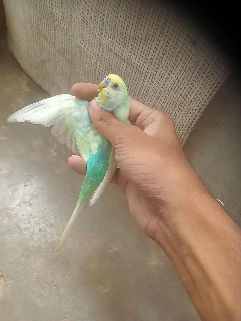rainbow 2 male for sale — photo 2