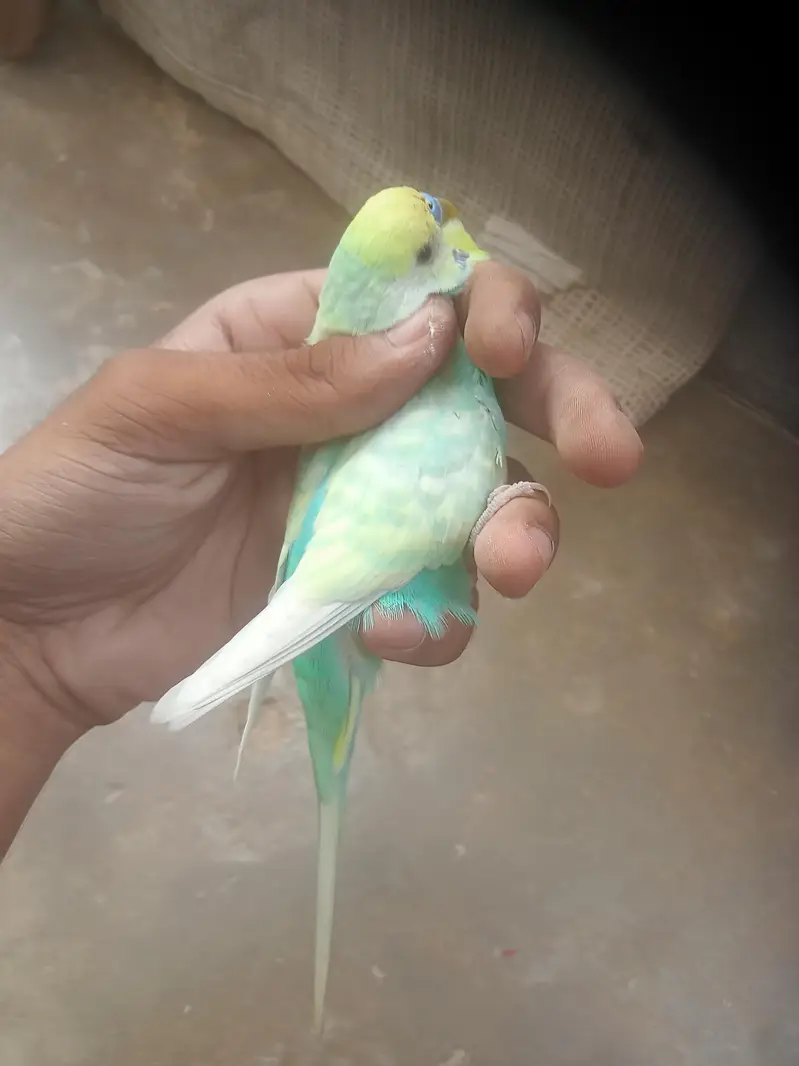 rainbow 2 male for sale — photo 3