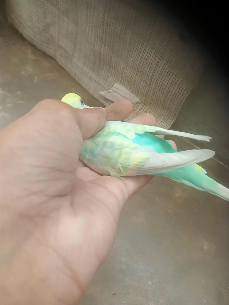 rainbow 2 male for sale — photo 4