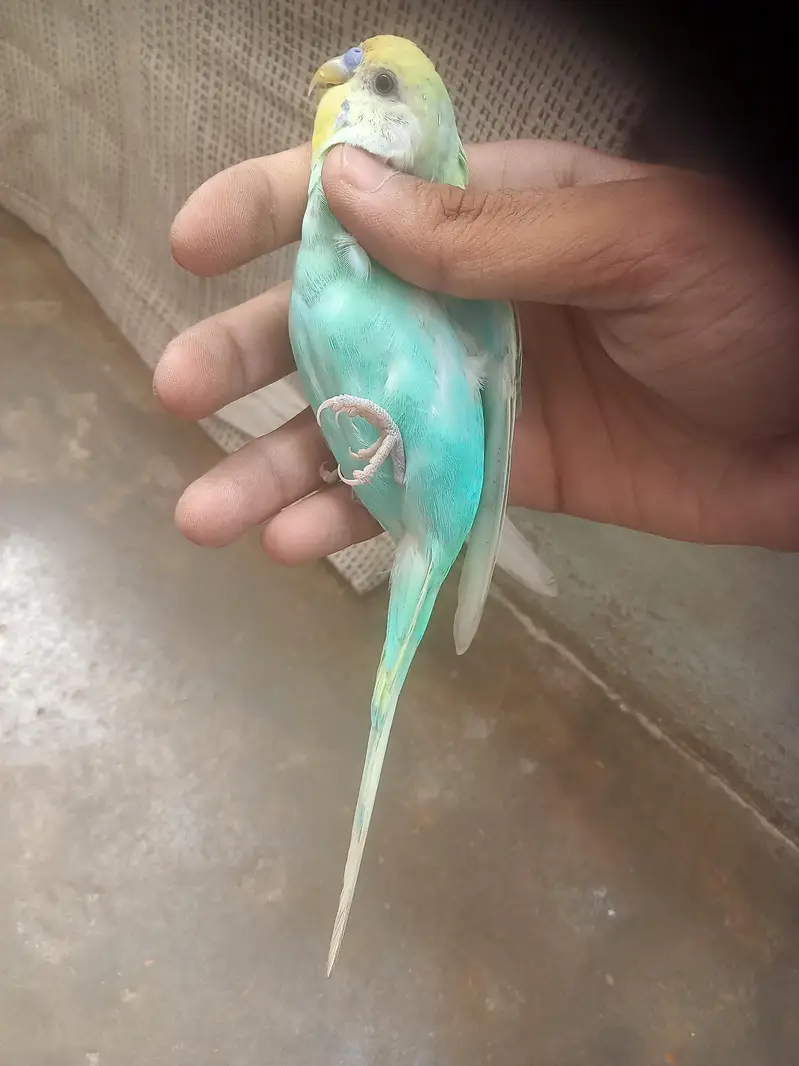 rainbow 2 male for sale — photo 5