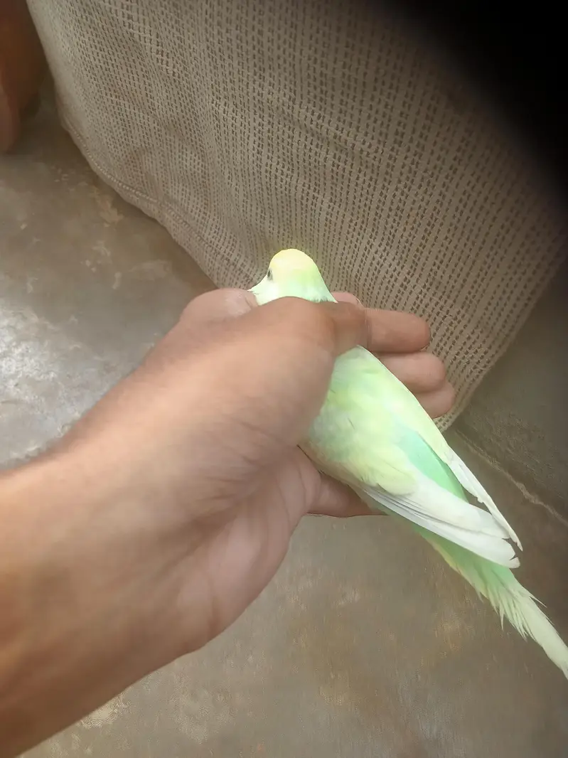 rainbow 2 male for sale — photo 6