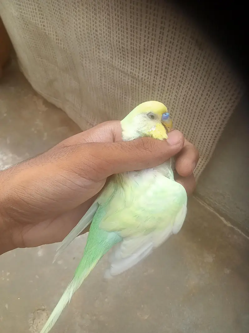 rainbow 2 male for sale — photo 7