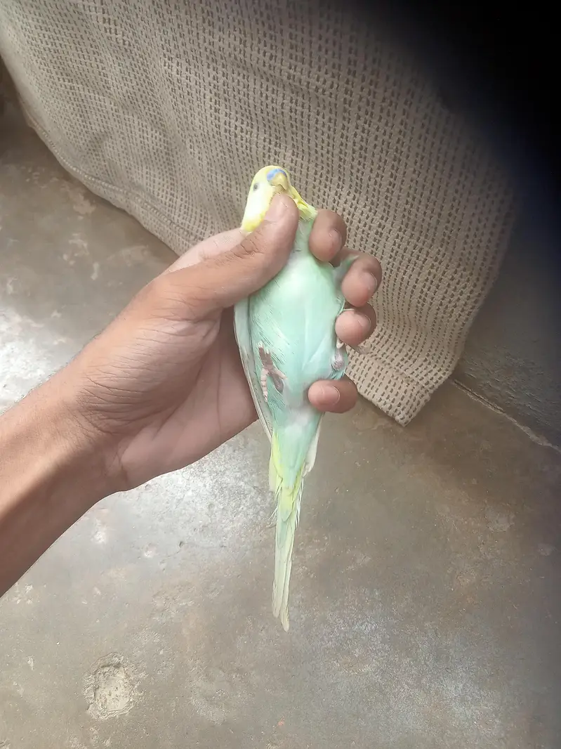 rainbow 2 male for sale — photo 9