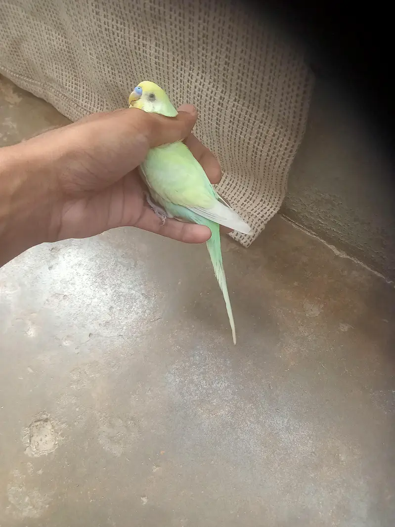 rainbow 2 male for sale — photo 10