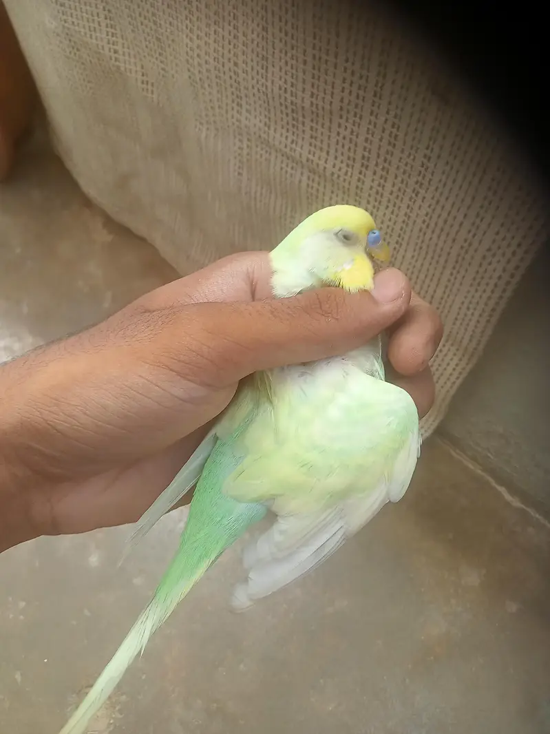 rainbow 2 male for sale — photo 12