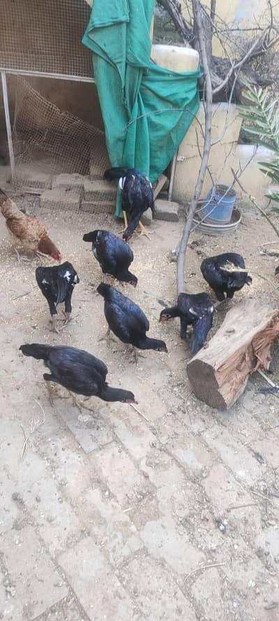 aseel bread for sale