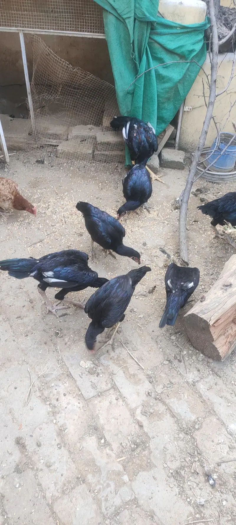 aseel bread for sale — photo 3