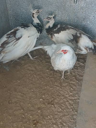 white and piefbeautiful birds for sell