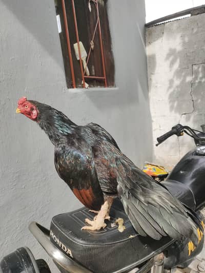 Madi para patha