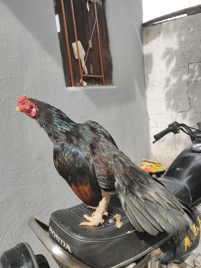 Madi para patha 0