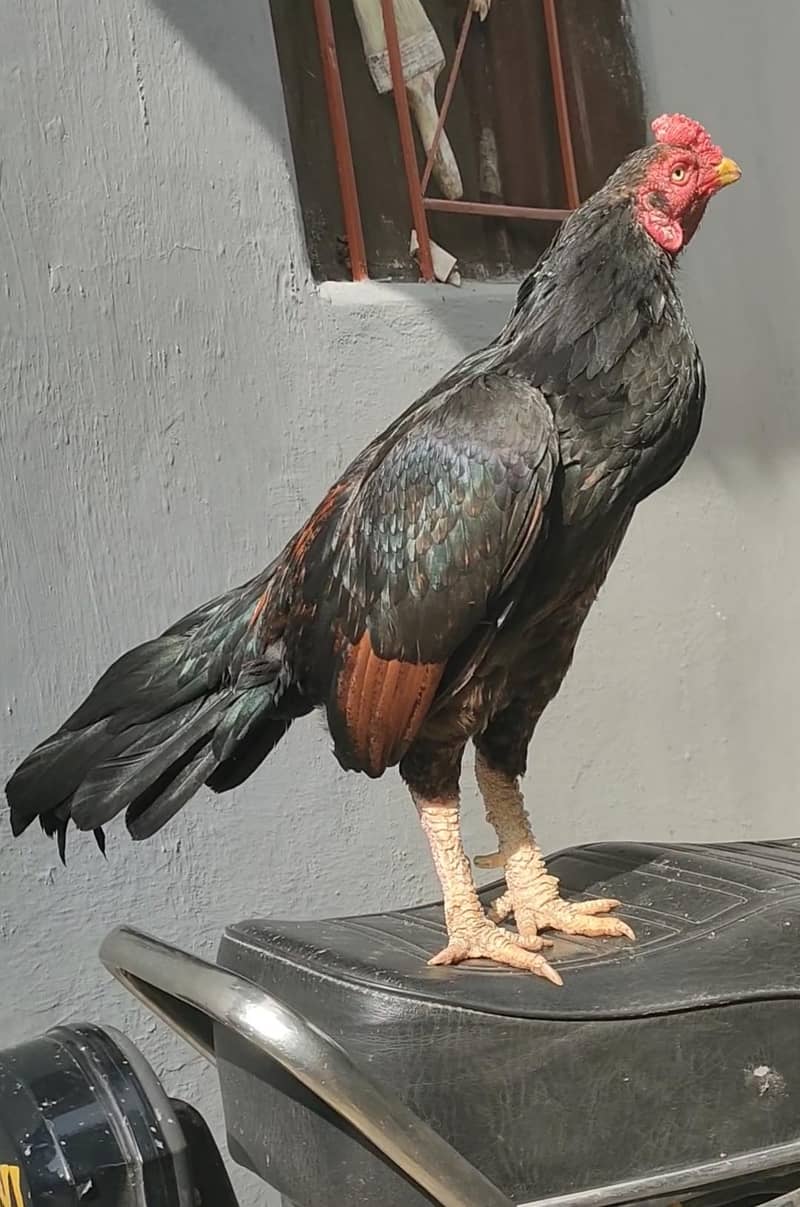 Madi para patha 2