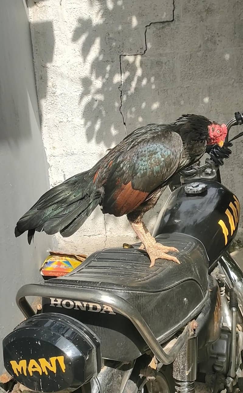 Madi para patha 3