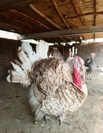 Pair of  10 months old turkey white male with two females Contact