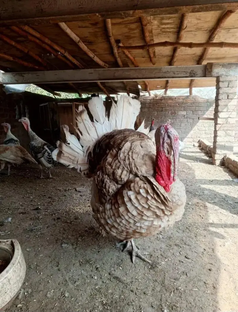 Pair of  10 months old turkey white male with two females Contact — photo 2