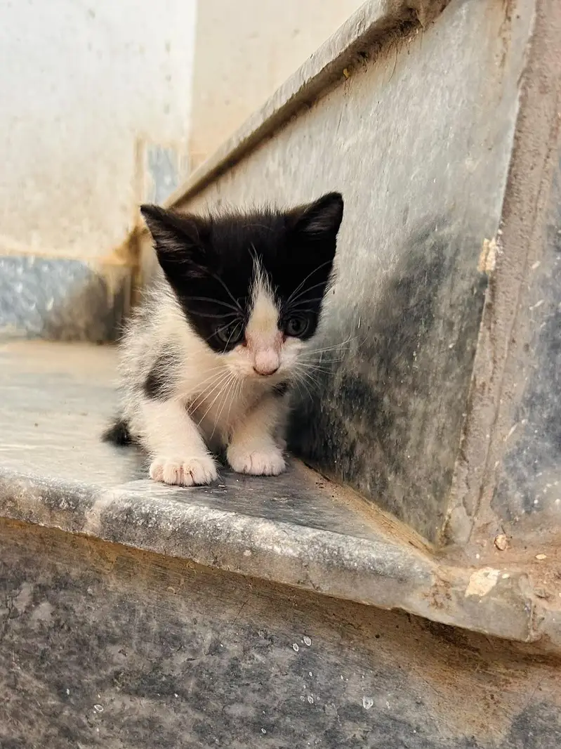 beautiful kitten for sale — photo 2