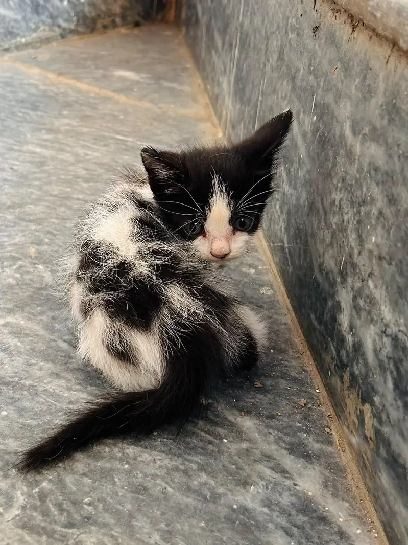 beautiful kitten for sale — photo 3