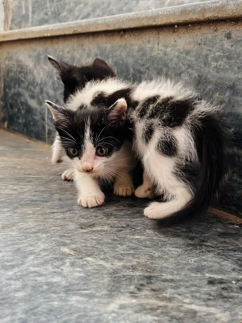 beautiful kitten for sale — photo 4