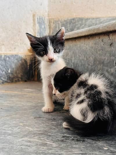 beautiful kitten for sale