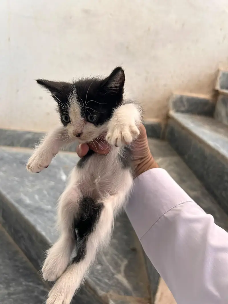 beautiful kitten for sale — photo 5