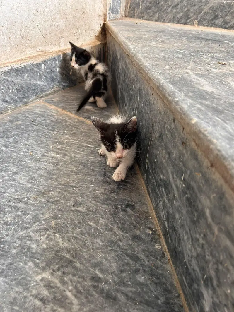 beautiful kitten for sale — photo 6