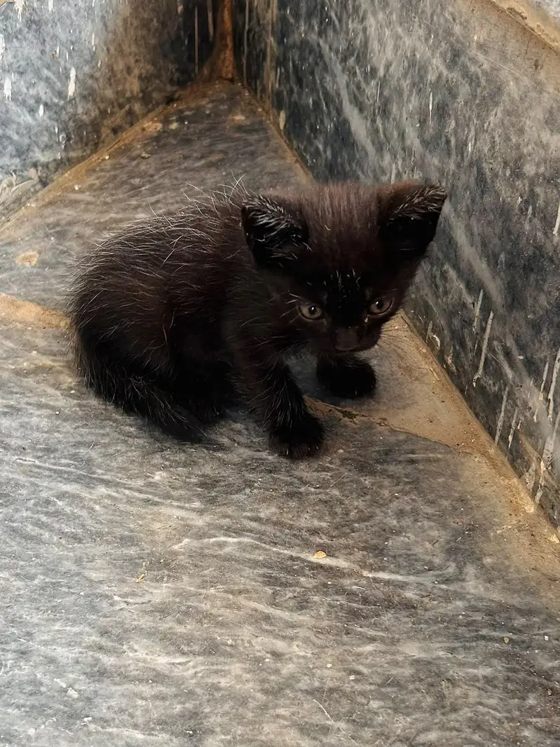 beautiful kitten for sale — photo 7